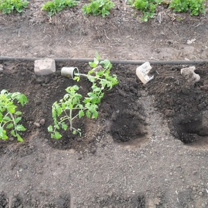 The legendary hybrid - the Incas tomato: why it is so loved in different countries, and why you will like it