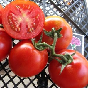 Time-tested Titan tomato for growing in open ground