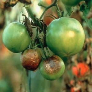 Time-tested Titan tomato for growing in open ground