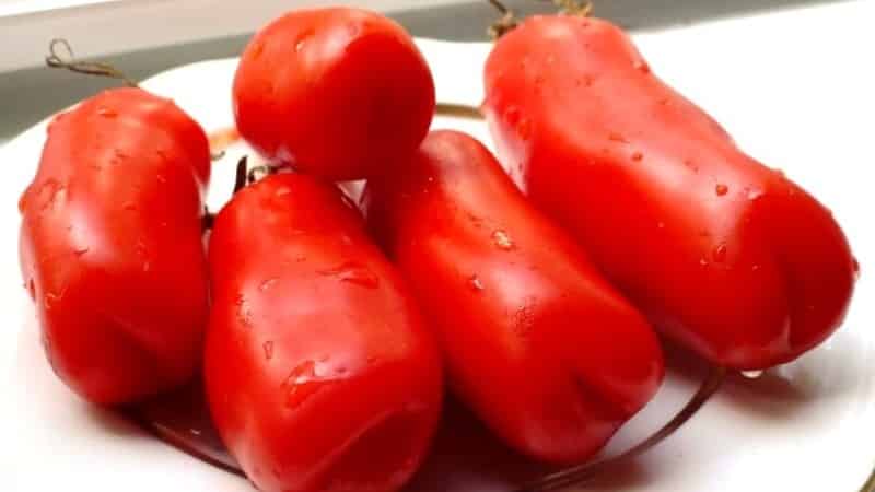 Auria tomato variety from Novosibirsk breeders, famous for its high yield and excellent taste of fruits