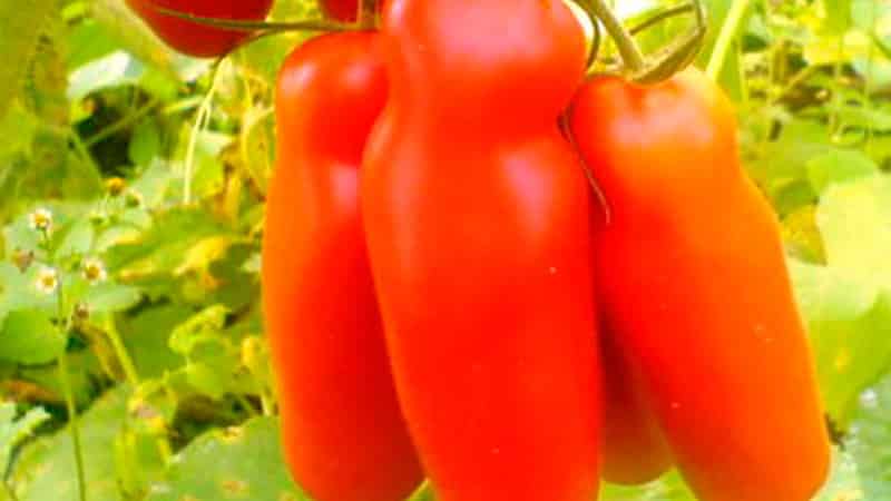 Auria tomato variety from Novosibirsk breeders, famous for its high yield and excellent taste of fruits