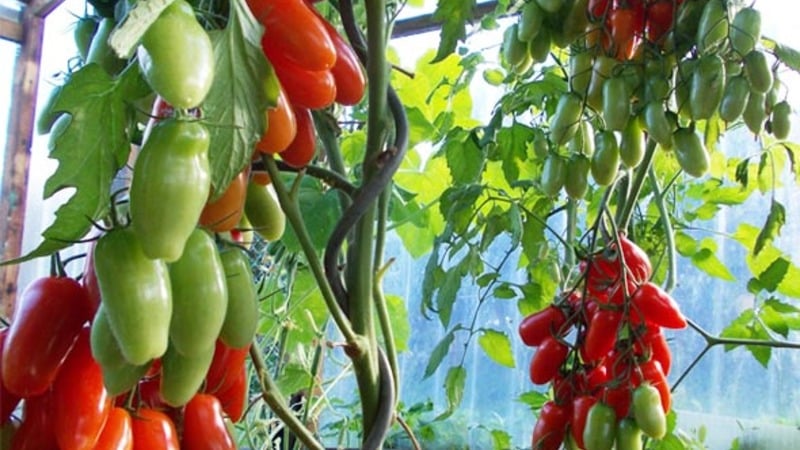 Auria tomato variety from Novosibirsk breeders, famous for its high yield and excellent taste of fruits