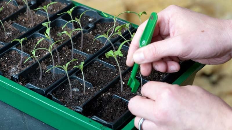 Auria tomato variety from Novosibirsk breeders, famous for its high yield and excellent taste of fruits