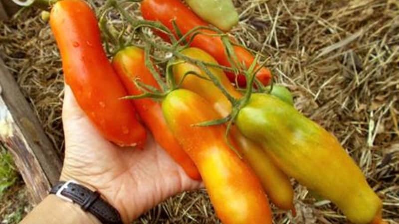 Auria tomato variety from Novosibirsk breeders, famous for its high yield and excellent taste of fruits