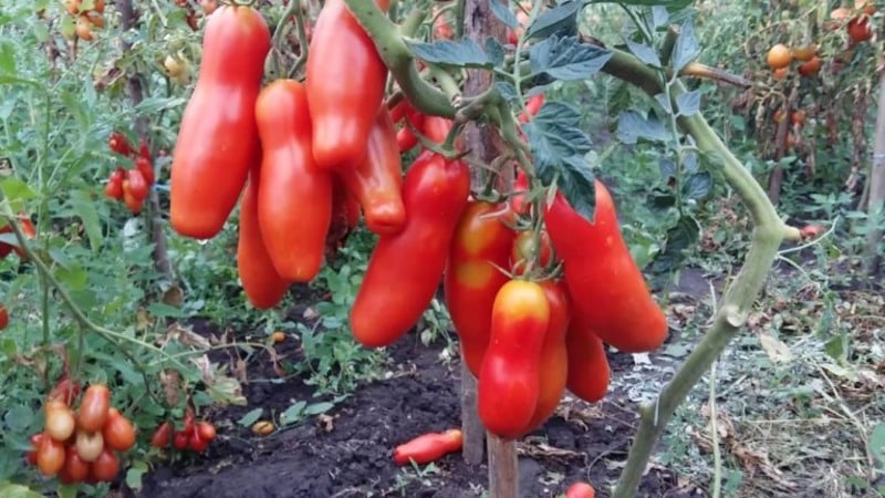 Auria tomato variety from Novosibirsk breeders, famous for its high yield and excellent taste of fruits