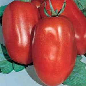 The Diabolic tomato developed by Japanese breeders: why it is good and why it is loved by domestic farmers
