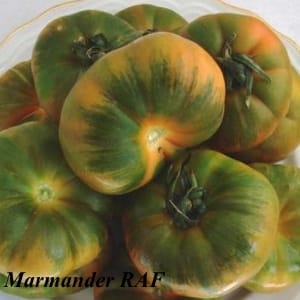 The miracle of Dutch selection - the Marmande tomato: what is good and how to grow it on your own plot