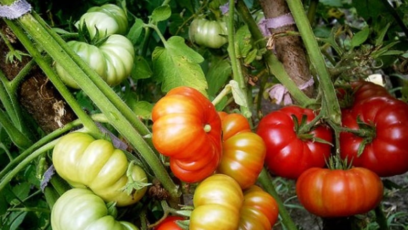 The miracle of Dutch selection - the Marmande tomato: what is good and how to grow it on your own plot