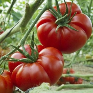 The miracle of Dutch selection - the Marmande tomato: what is good and how to grow it on your own plot