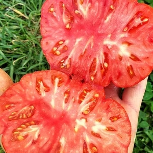 The miracle of Dutch selection - the Marmande tomato: what is good and how to grow it on your own plot
