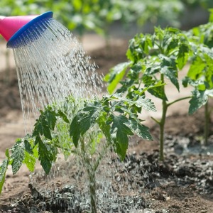 A young variety that is gaining popularity among summer residents - the Legend Tarasenko tomato, ideal for growing in open ground