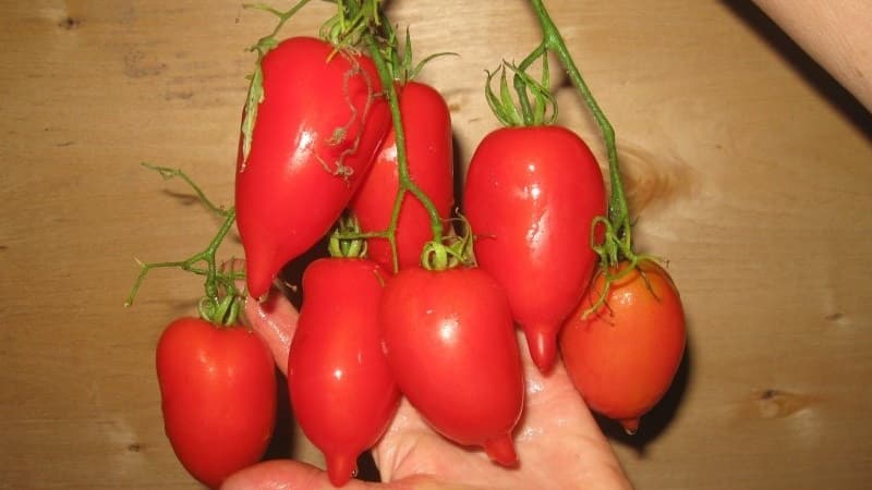 A young variety that is gaining popularity among summer residents - the Legend Tarasenko tomato, ideal for growing in open ground