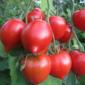 A young variety that is gaining popularity among summer residents - the Legend Tarasenko tomato, ideal for growing in open ground