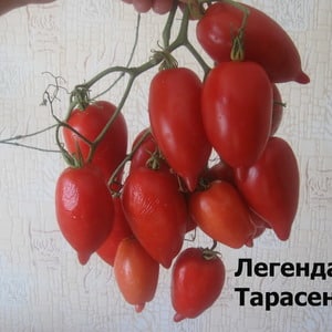 A young variety that is gaining popularity among summer residents - the Legend Tarasenko tomato, ideal for growing in open ground