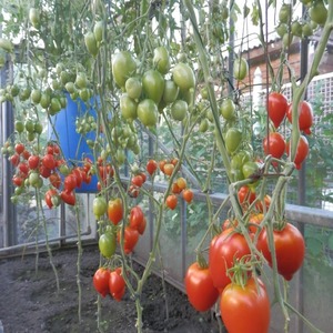 A young variety that is gaining popularity among summer residents - the Legend Tarasenko tomato, ideal for growing in open ground