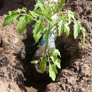 A young variety that is gaining popularity among summer residents - the Legend Tarasenko tomato, ideal for growing in open ground