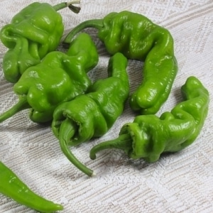 What is Dungan pepper and how can it be used?