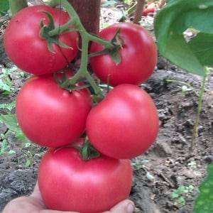 Advantages and disadvantages of the Torbay tomato: why you should try growing it