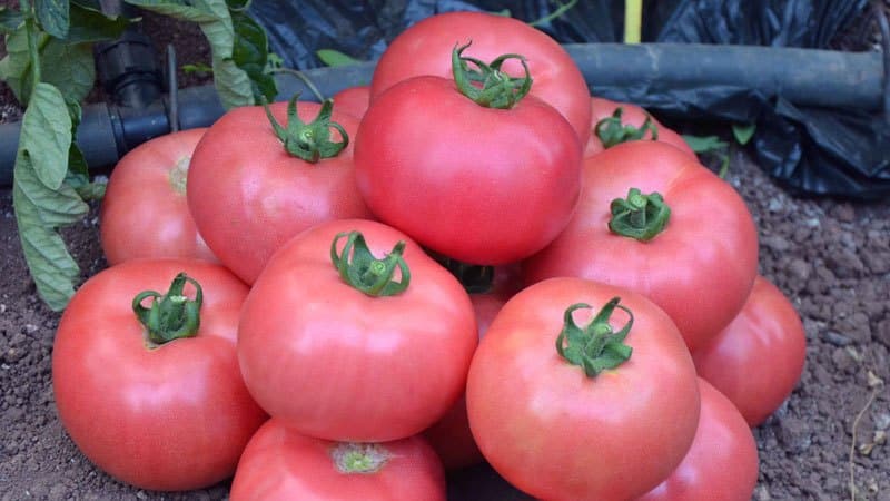 Advantages and disadvantages of the Torbay tomato: why you should try growing it