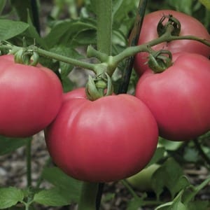 Advantages and disadvantages of the Torbay tomato: why you should try growing it