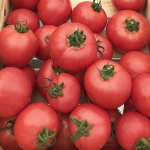 Advantages and disadvantages of the Torbay tomato: why you should try growing it