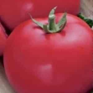 Mid-season variety with fruits, as in the picture - Major tomato and instructions for growing it in open and closed ground