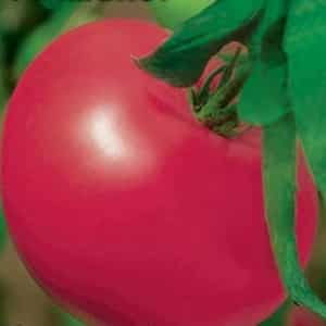 Mid-season variety with fruits, as in the picture - Major tomato and instructions for growing it in open and closed ground