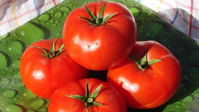 Unpretentious, universal to use, early ripening tomato Druzhok f1: reviews and growing secrets