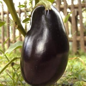 Early ripening and heat-loving eggplant Vera from domestic breeders