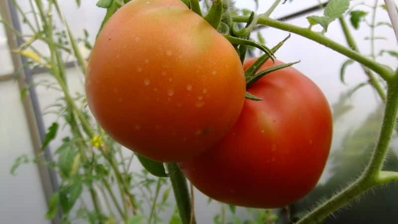 A variety with an attractive name and extraordinary taste - the Paradise Delight tomato: growing and tasting