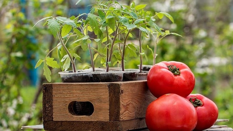 A variety with an attractive name and extraordinary taste - the Paradise Delight tomato: growing and tasting