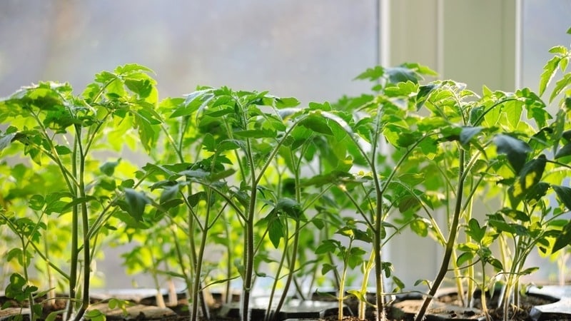 A variety with an attractive name and extraordinary taste - the Paradise Delight tomato: growing and tasting