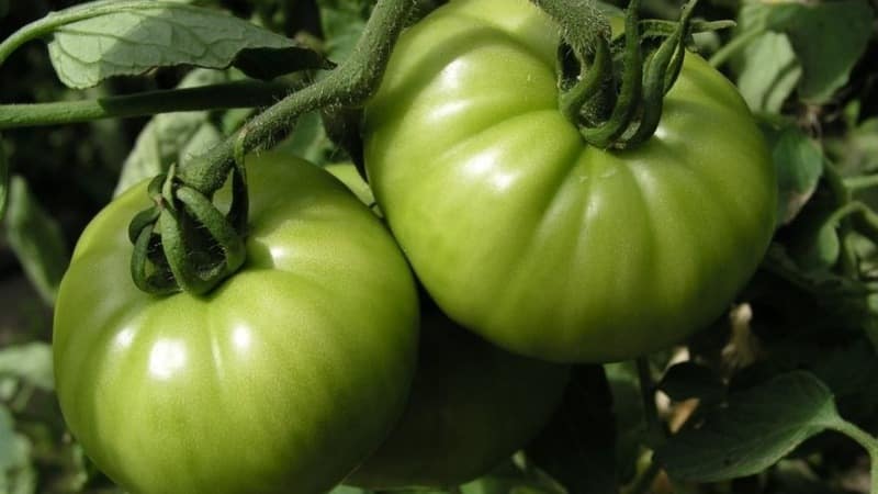 A variety with an attractive name and extraordinary taste - the Paradise Delight tomato: growing and tasting