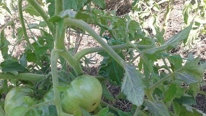 A variety with an attractive name and extraordinary taste - the Paradise Delight tomato: growing and tasting
