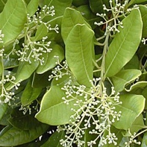 How allspice grows in the natural environment and how to grow it at home