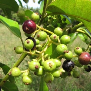 How allspice grows in the natural environment and how to grow it at home