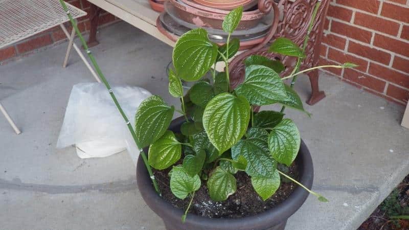How allspice grows in the natural environment and how to grow it at home