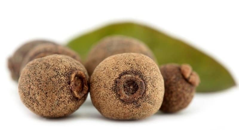 How allspice grows in the natural environment and how to grow it at home