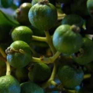 How allspice grows in the natural environment and how to grow it at home