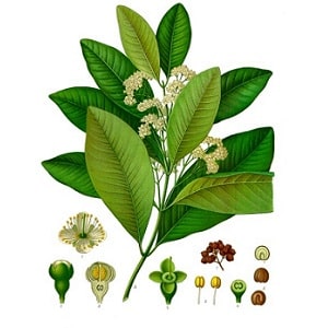 How allspice grows in the natural environment and how to grow it at home