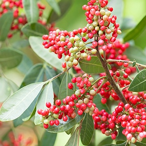 How and where does pink pepper grow and in what areas is it used?