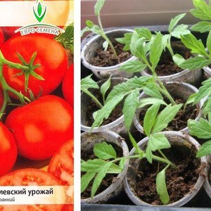 Early ripening hybrid tomato Aurora, created to obtain a bountiful harvest in the greenhouse and in the garden