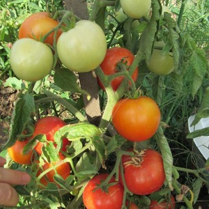Early ripening hybrid tomato Aurora, created to obtain a bountiful harvest in the greenhouse and in the garden