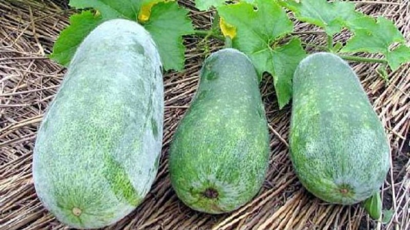 Besides color, how does a white pumpkin differ from the rest?