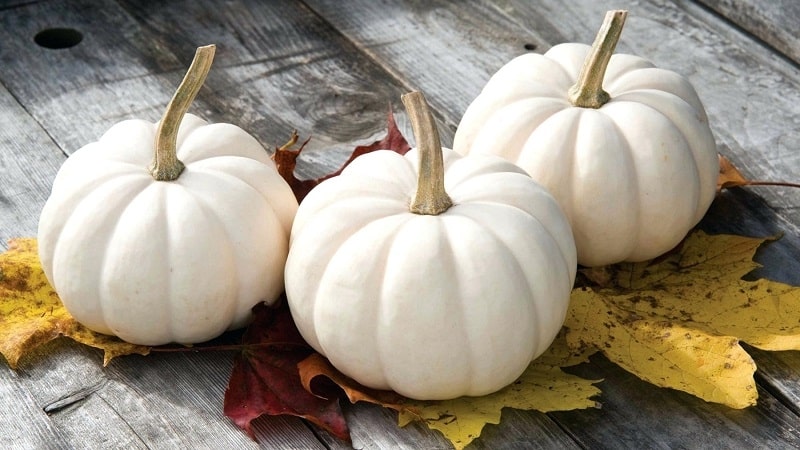 Besides color, how does a white pumpkin differ from the rest?