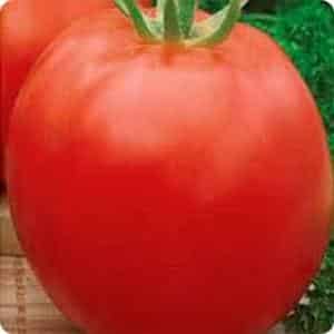One of the oldest varieties of vegetable breeding is the Gloria tomato: a time-tested variety