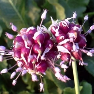 Step-by-step instructions for planting garlic bulbs before winter: basic rules and secrets of experienced gardeners