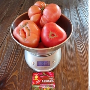 Champion in beta-carotene content: Klondike tomato, recommended for dietary nutrition