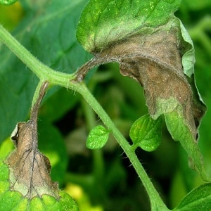 We fight cladosporiosis of tomatoes in a greenhouse easily and effectively: the best methods and recommendations of summer residents with experience