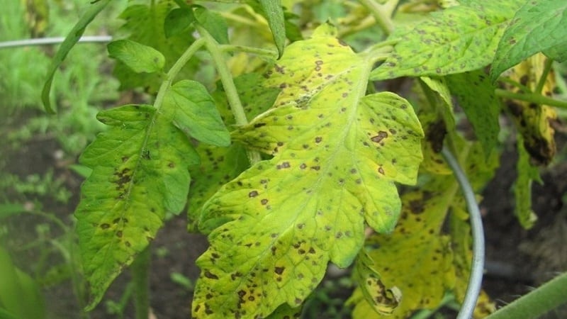 We fight cladosporiosis of tomatoes in a greenhouse easily and effectively: the best methods and recommendations of summer residents with experience